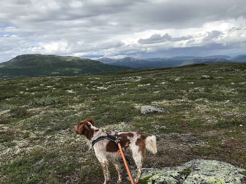 Vetafjellet