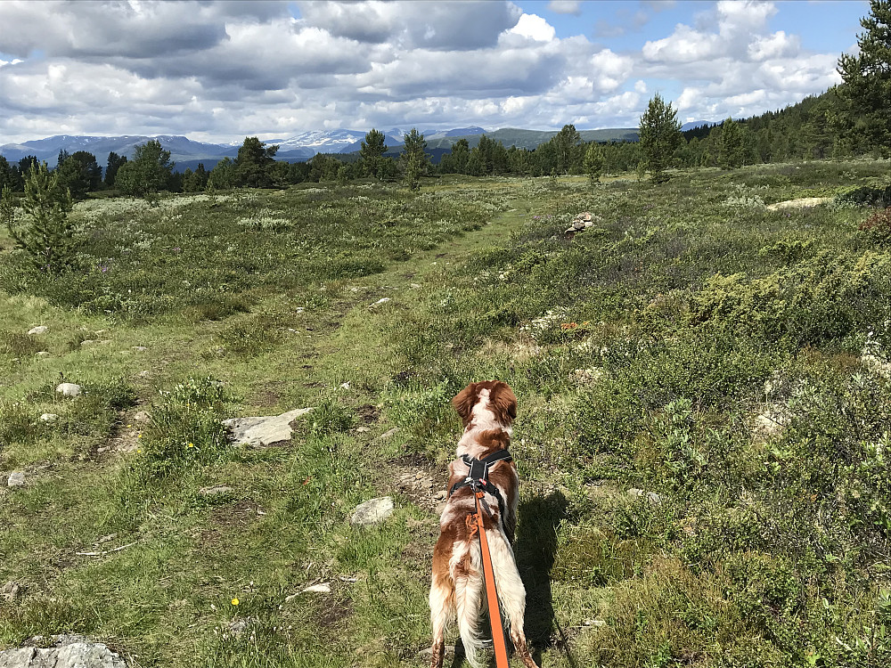 På tur ned til bilen