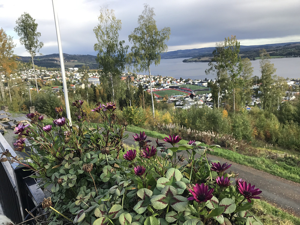 Hovdetoppen