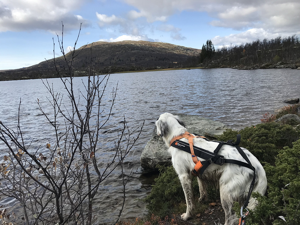 Nedre Ongsjøen ved Dambua, Ongsjøfjellet bak