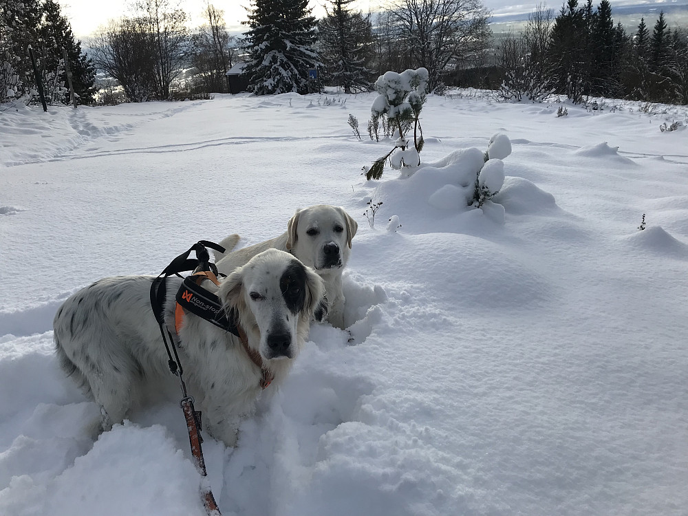 Hundene koser seg i snøen på Bergstoppen