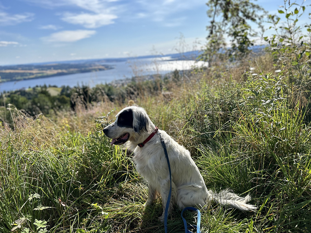 Trym på Bergstoppen