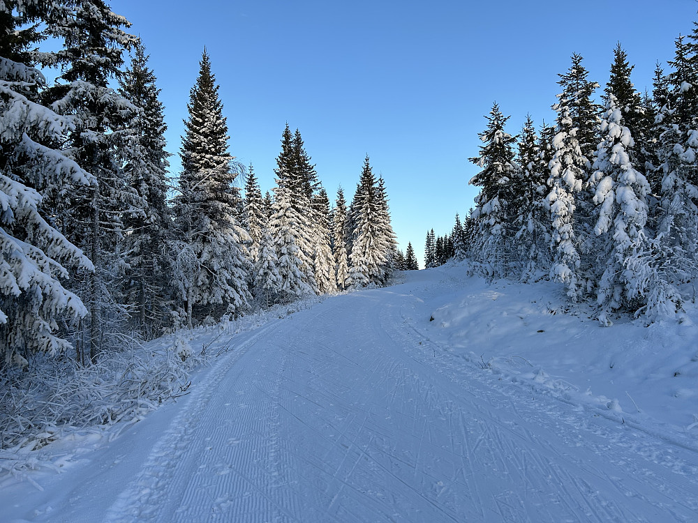 Fint i skogen. 