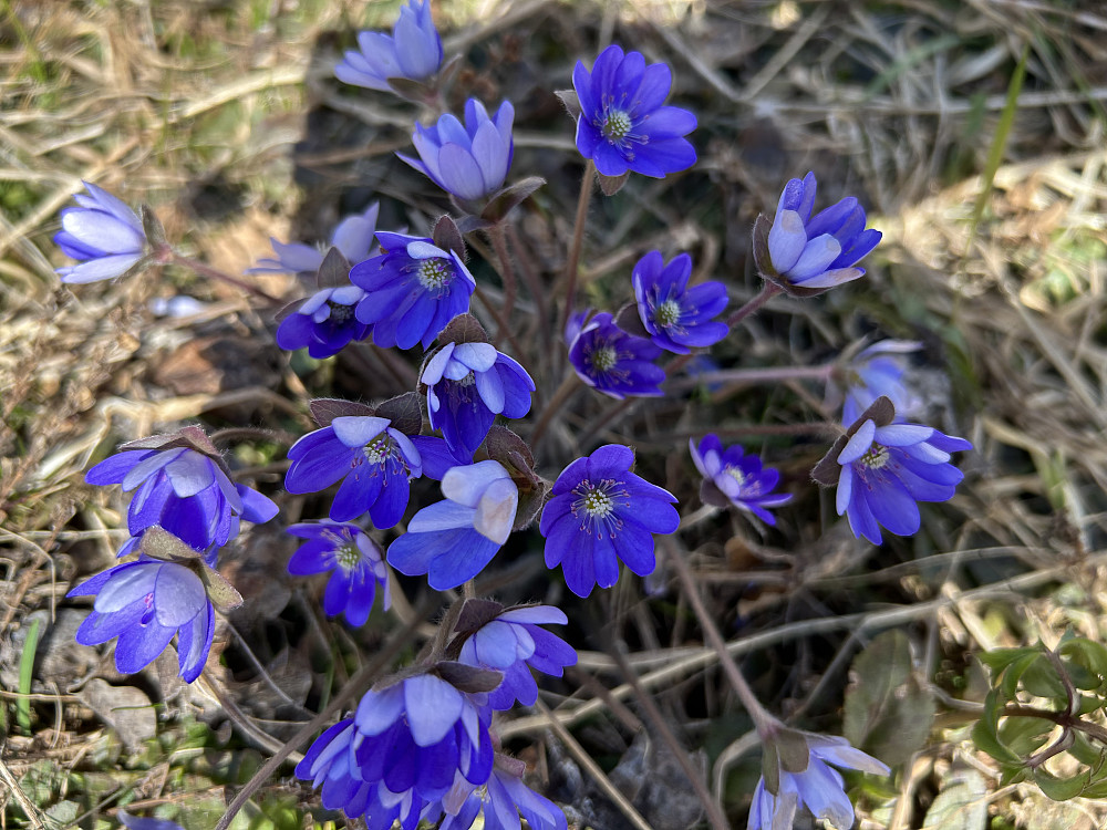 Blåveis
