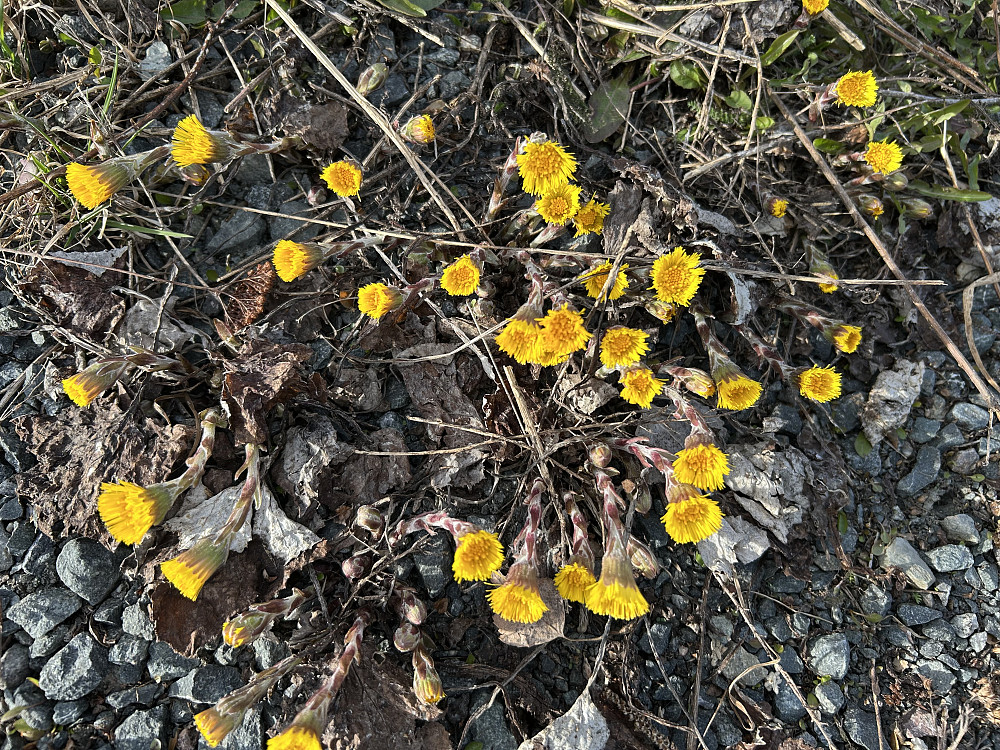 Purkeblomme (hestehov)