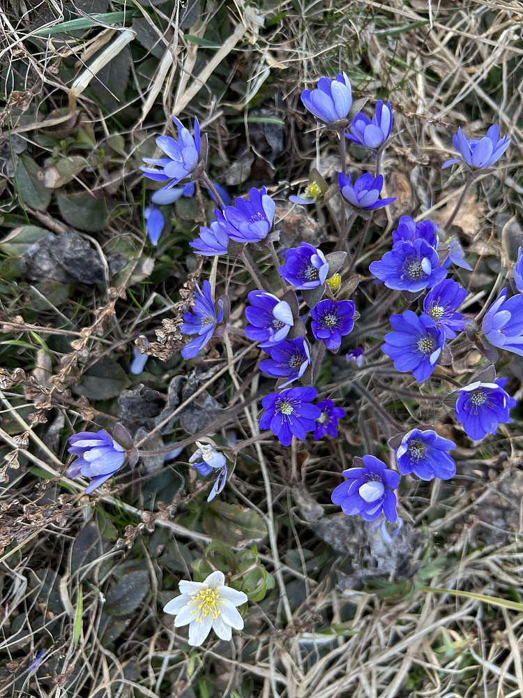 Blåveis