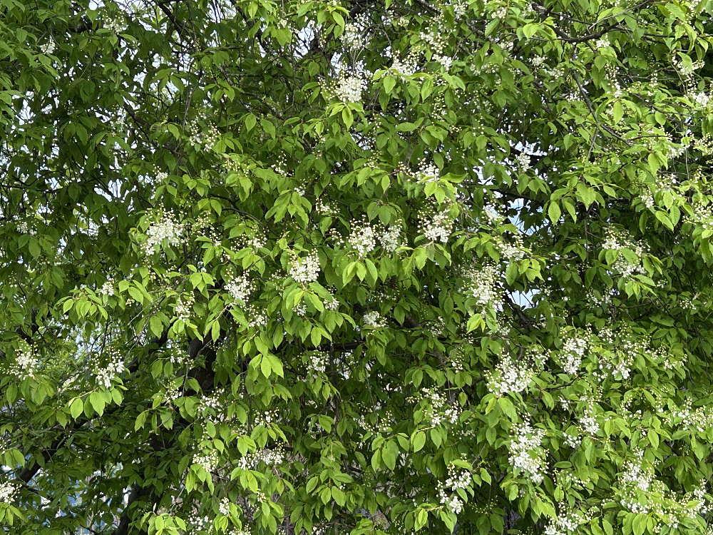 Heggen blomstrer 1.mai i Torke terrasse