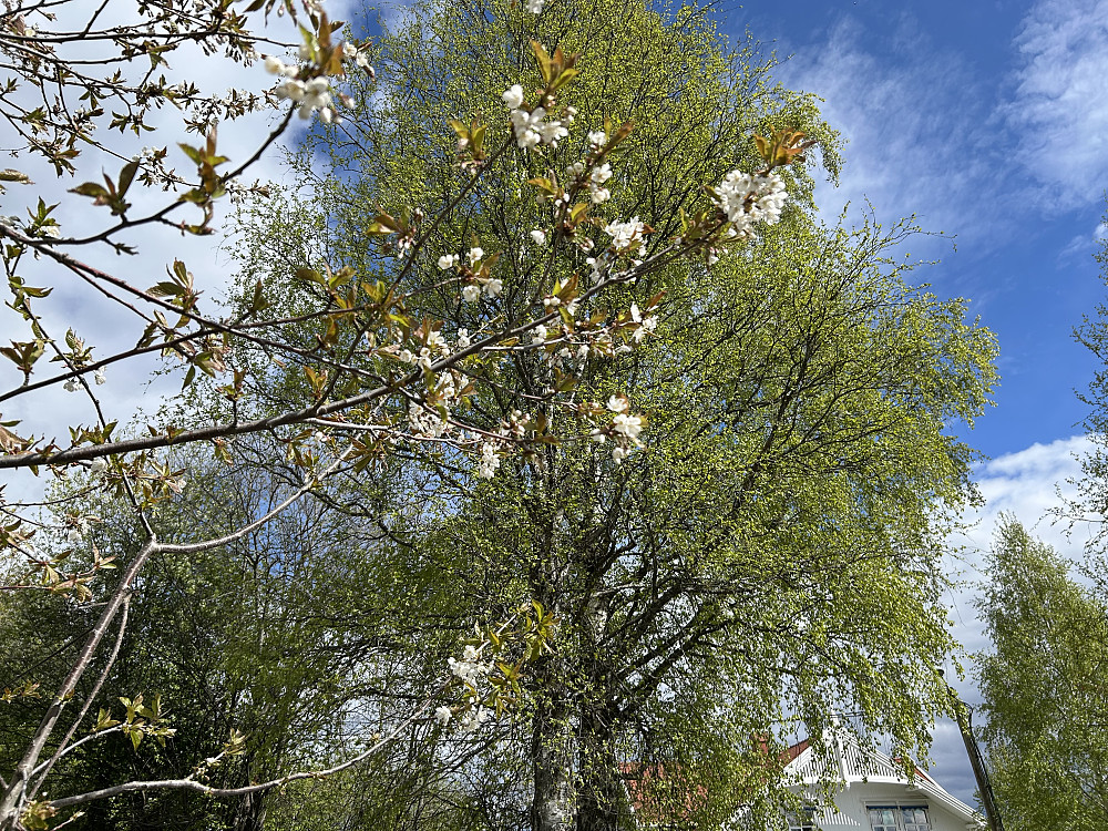 Kirsebærblomster