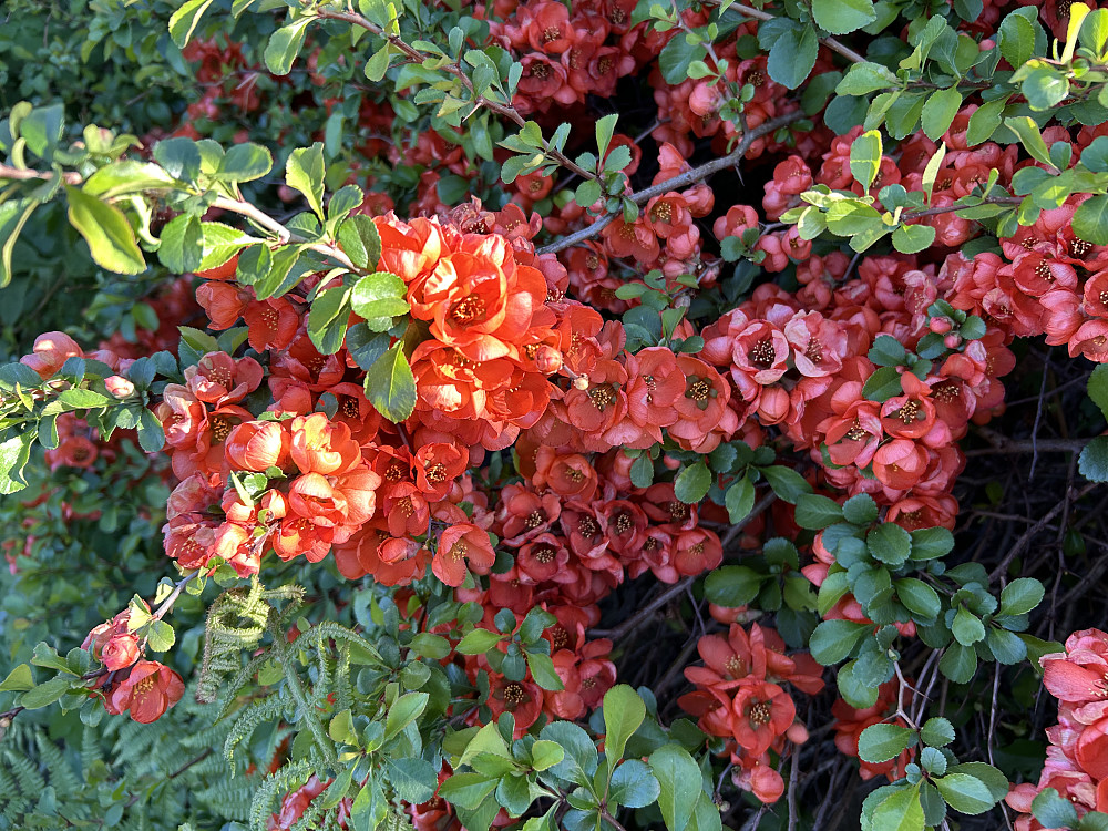 Det blomstrer i hagen