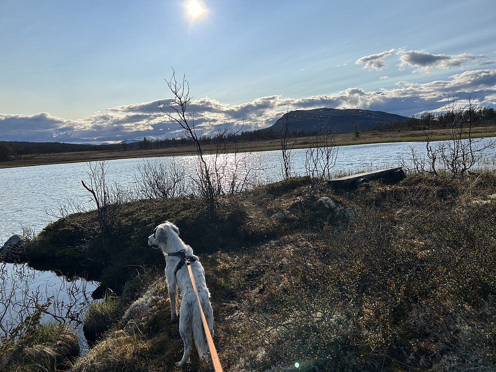 Ved Moatjønnet