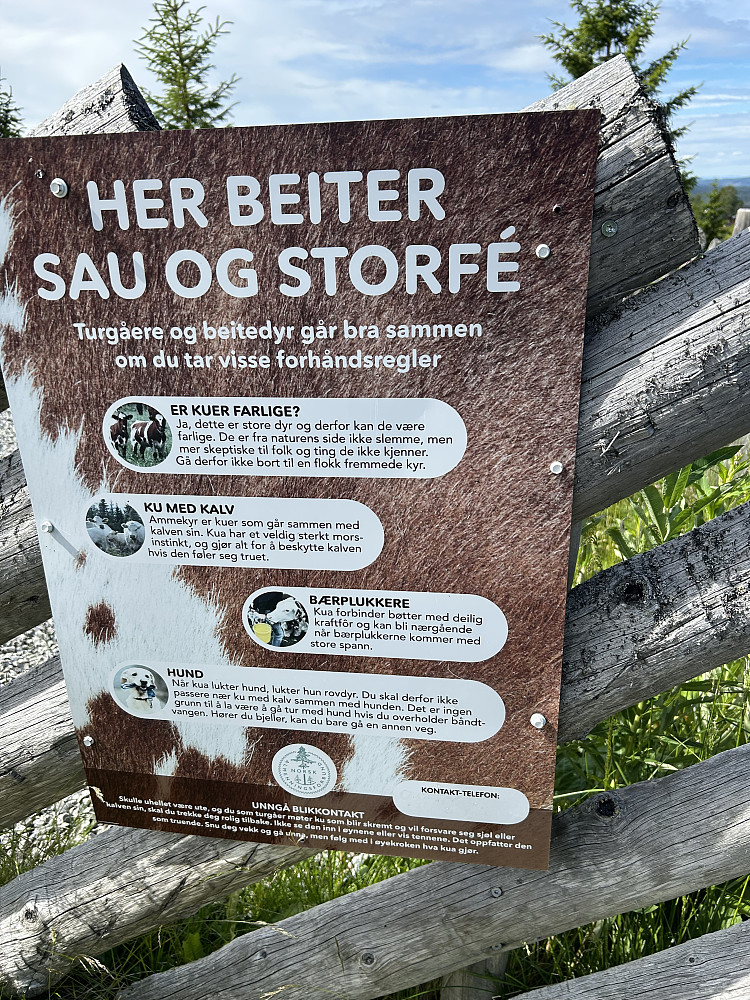 Mye beitedyr på Totenåsen. (vi møtte masse sauer)