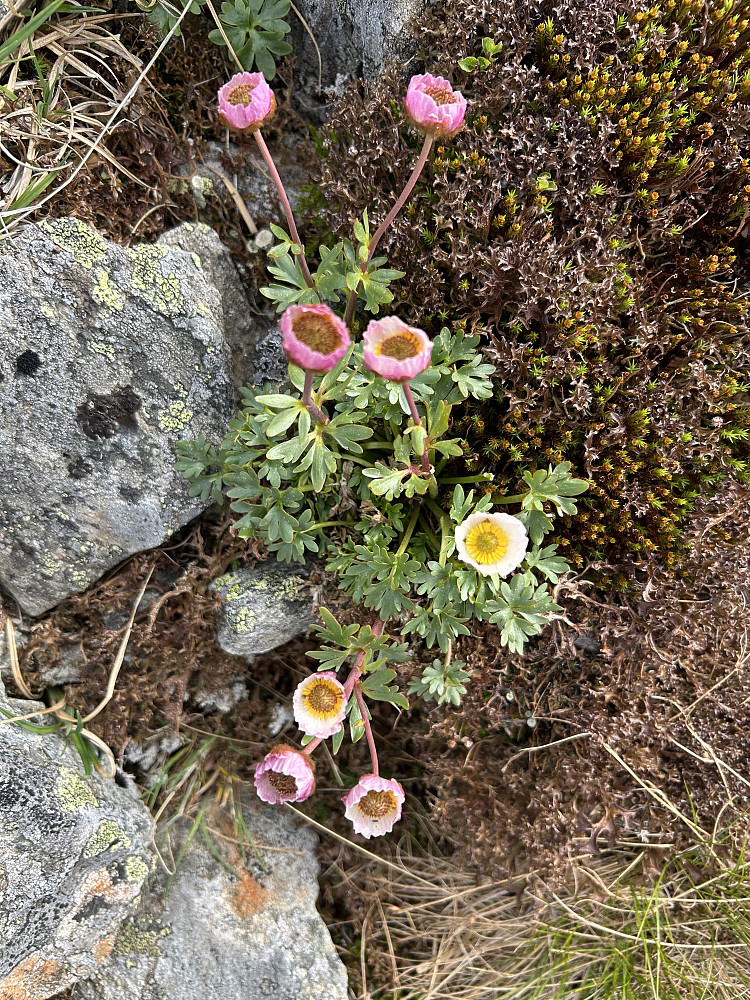 Issoleie på tur ned fra Ruten