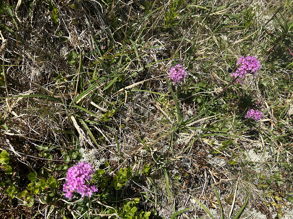 Fjelltjæreblom
