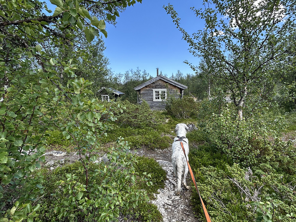 Tilbake ved Dambua