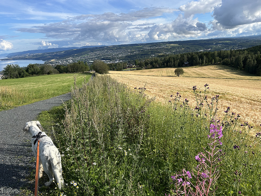 Bergsjordet, annenslåtten av gras forlengst ferdig, og byggåkeren er gul. alt er tidlig i år. 