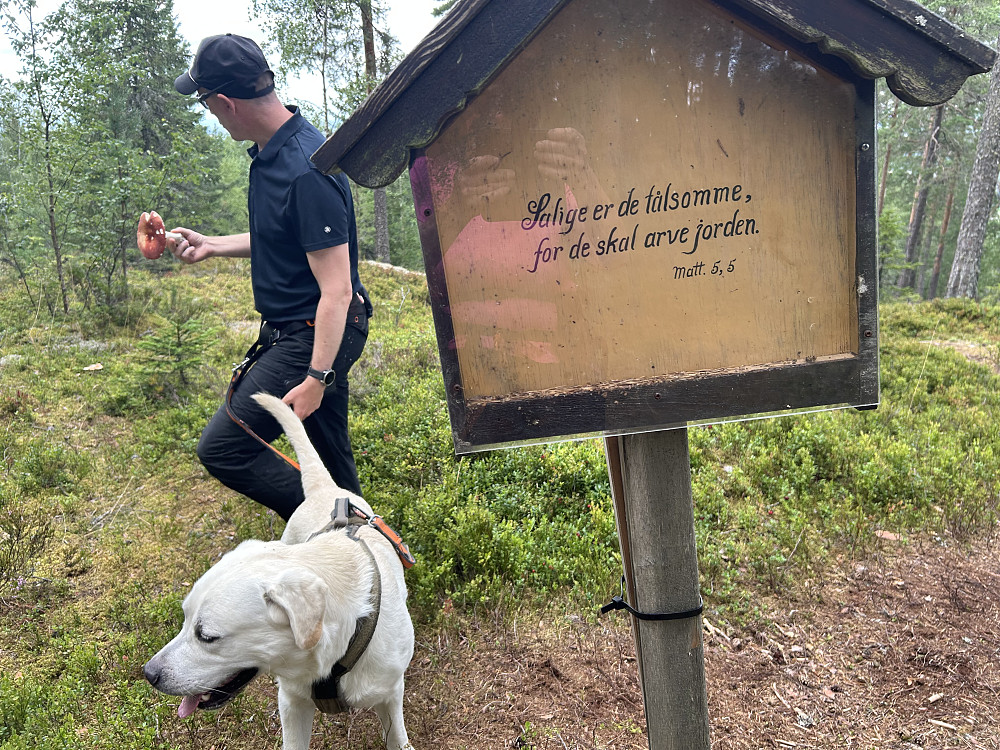 Her studerer Anders en kremle han fant. Vi fant også kantarell, som vi stekte og hadde som tilbehør til dagens middag.