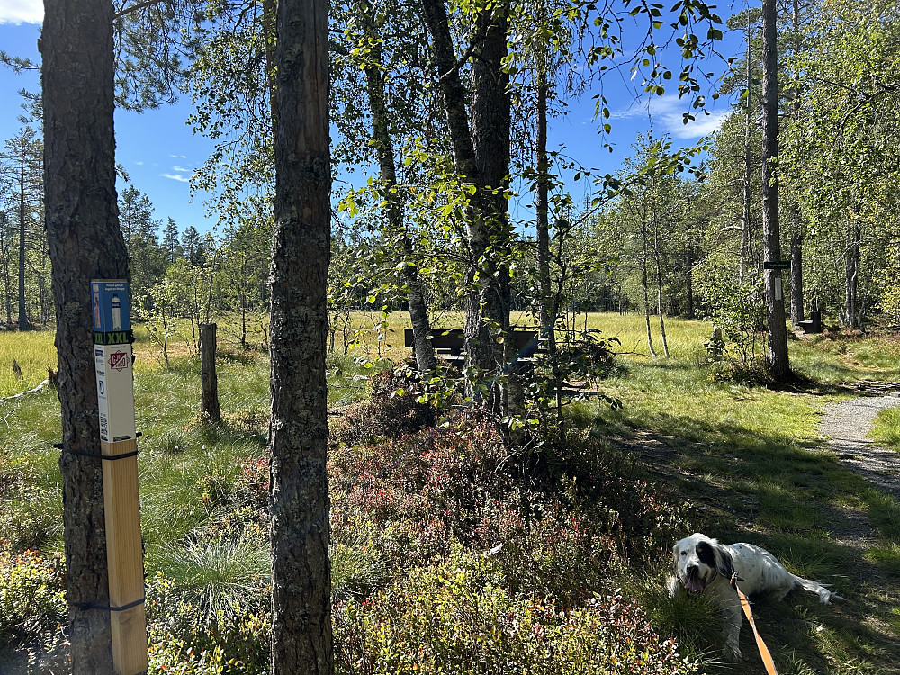 Bikkjebakkmyra