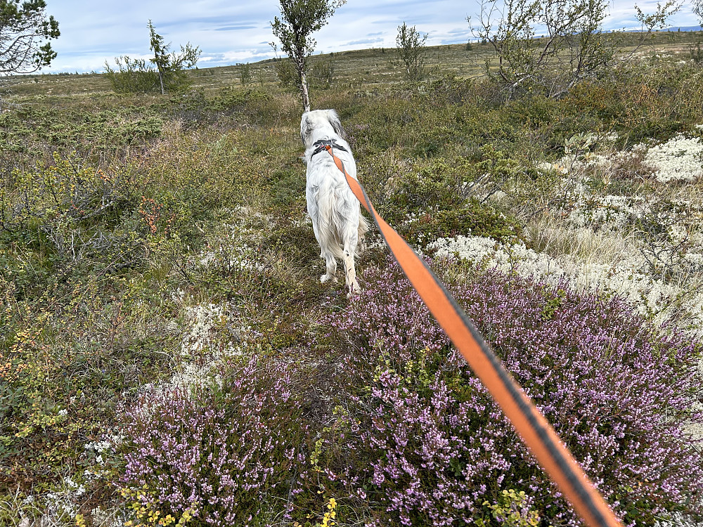 Veldig mye fin røsslyng overalt