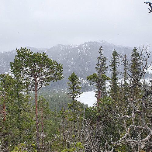 Utsikt mot Brennknippen