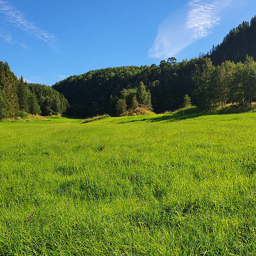 Korshylla til høyre og Sanstadkammen til venstre.
Tett granskog i hele området.
