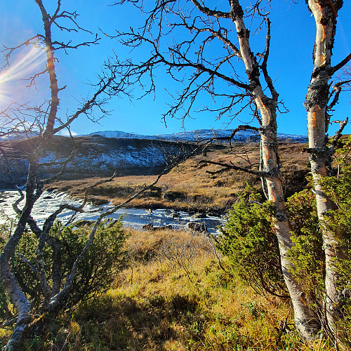 Fin høststemning i Nekkjådalen. Nekkjåskarvan i bakgrunn.