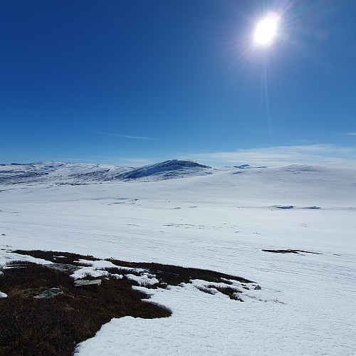 Høghø