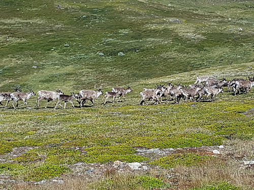 Traff på rein rett etter start fra Kvikne. Svartsjølikletten