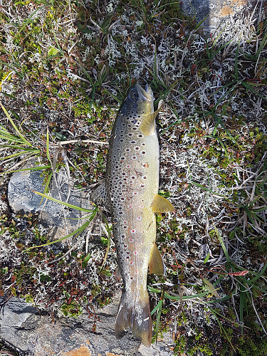 Middag