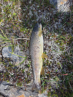 Gabrielsen68_20230425_6447c7b5ee439.jpg