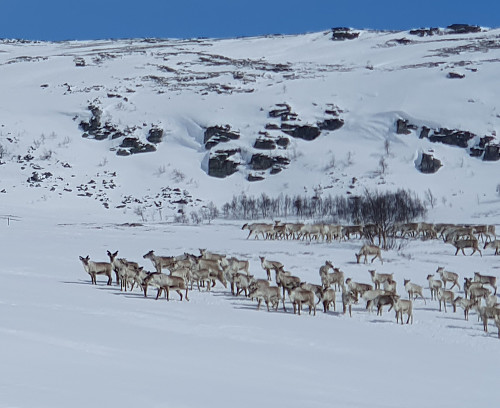 Drøyt 100 dyr. Heldige som kom såpass nærme.