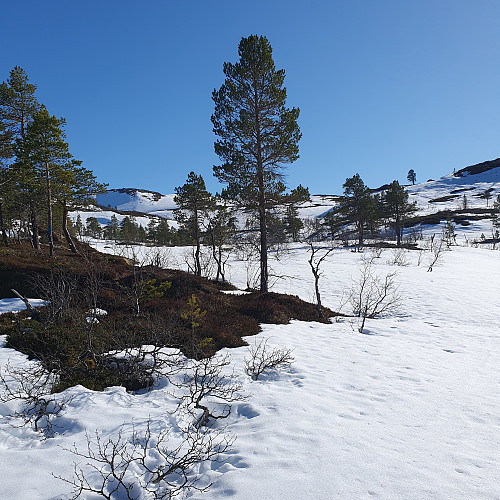Vårstemning og +10 grader. Godt skiføre