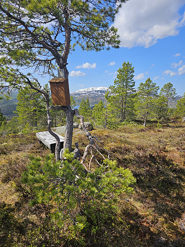 Myrhaug med kuppert terreng. Fin utsikt mot Ruten, men ellers ikke det helt store.