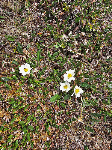 Reinrose
