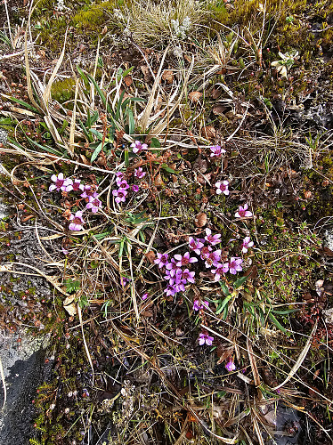 Fjellsmelle