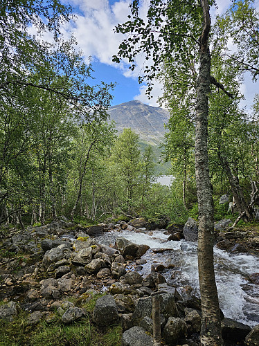 Klar for oppstigning fra Gjevilvatnet. Snydda ses gjennom skogen.