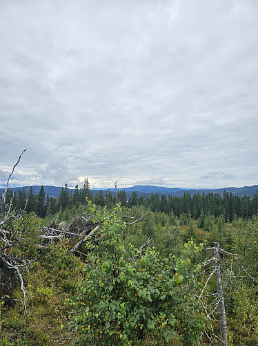 Dette bildet er tatt mot Jonsvatnet. Med litt godvilje kan vannet skimtes gjennom skogen. På ett bilde fra 2019, altså bare 4 år siden, kunne nesten hele Jonsvatnet beskues. Vi gror ned.