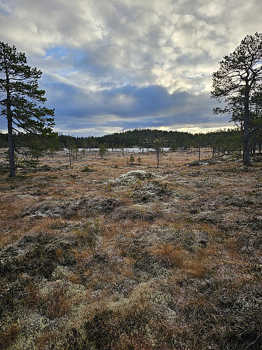 Frosne myrer rundt Litjdamvatnet.