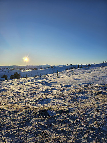Lav januarsol