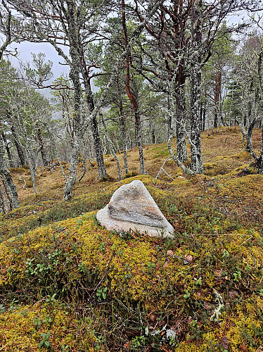 Høyeste punkt. Fant grei rute opp etter ett hjortetråkk. Lite besøkt av mennesker.