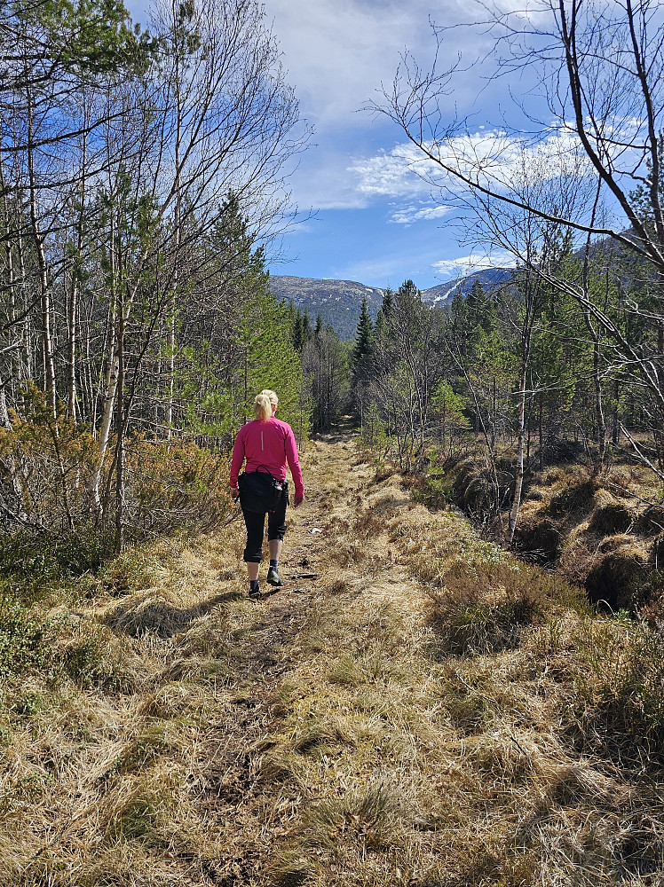 Grei start på gammel vei fra Heimsvatnet som gikk over til blaut traktorvei. Videre i myrtereng inn til foten av fjellet. Merket med blåmaling for lenge siden.