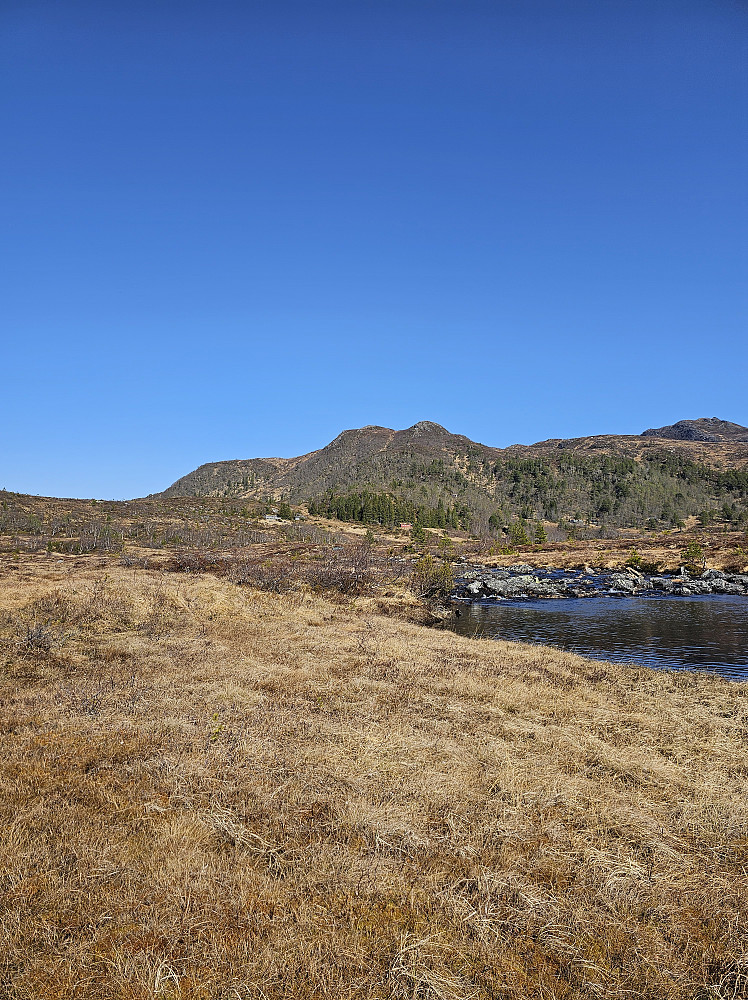 Måsvassheia