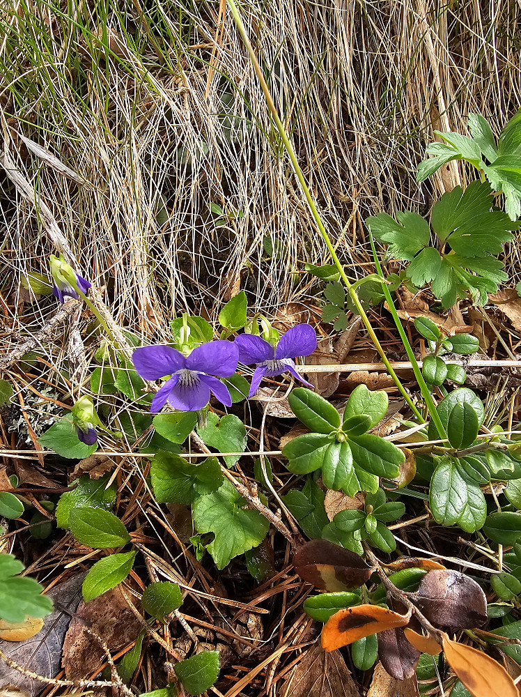 Skogfiol