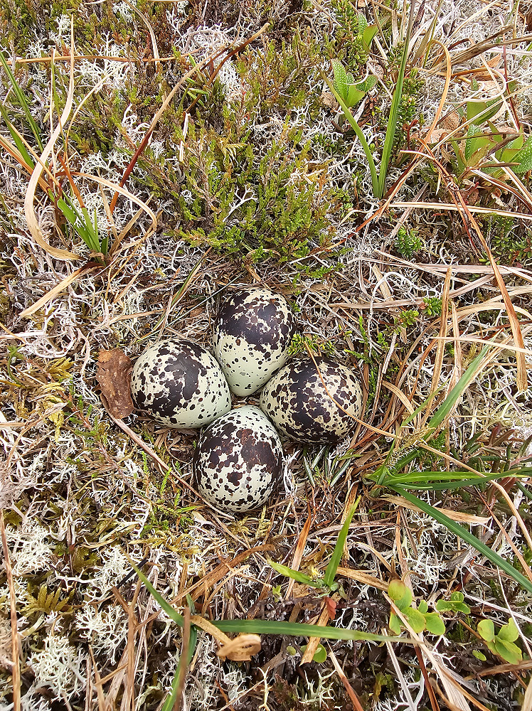 Heiloreir. Eggene rett på bakken.