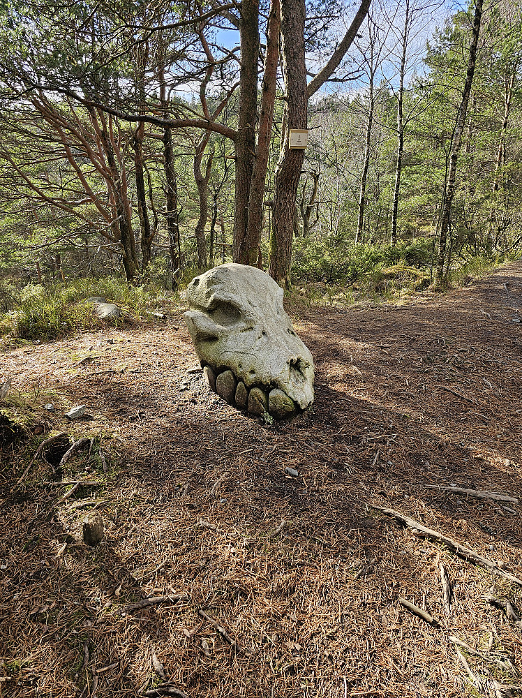 Dinosaurskalle på tur til Ramberget