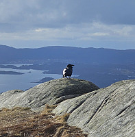 Gabrielsen68_20250331_67ea76312b439.jpg