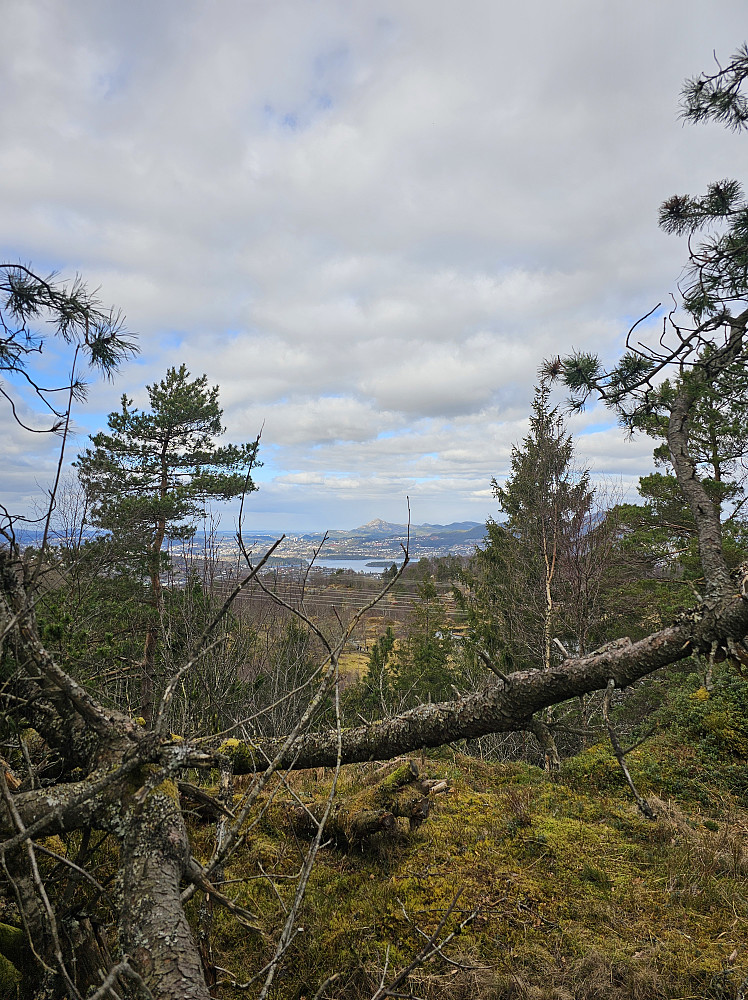 Bjørnevasskletten