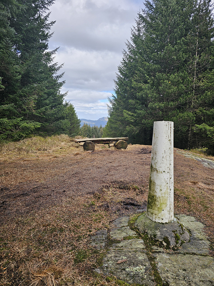 Hamrefjellet( midt i granskogen)