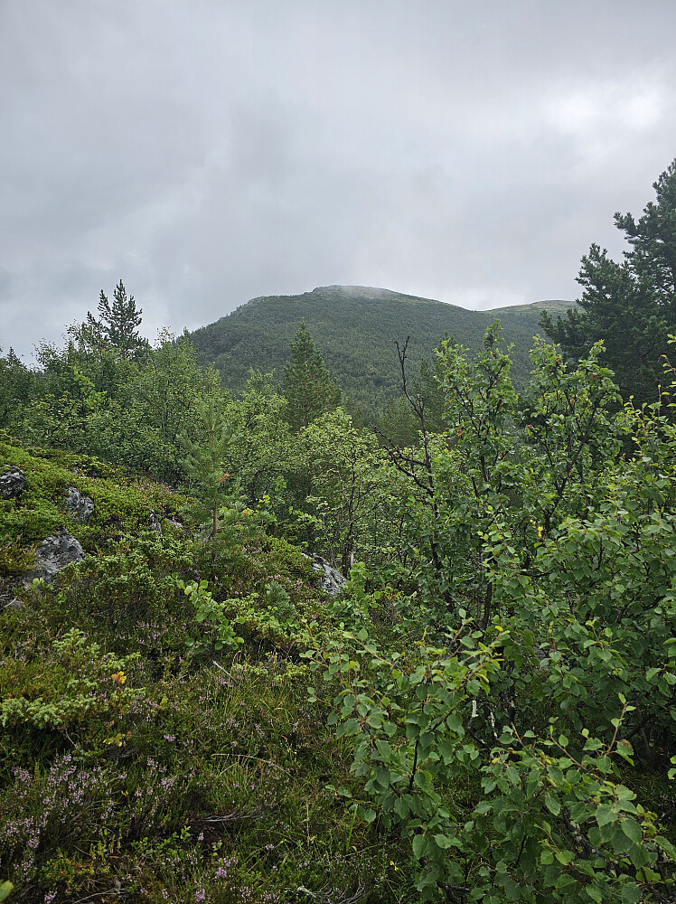 Hælfjellet i sikte