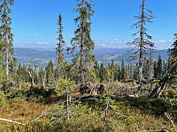 paalvic_20240907_66dc3a6c0efb9.jpg