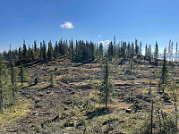 paalvic_20240907_66dc3a6c99f89.jpg